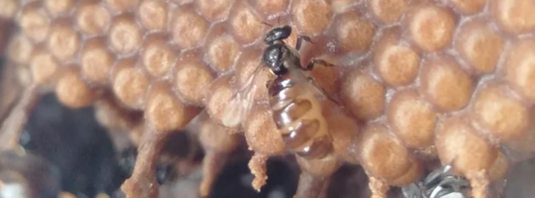Native bee queen stingless bee Australia