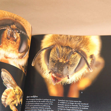 Bees of Australia - A Photographic Exploration
