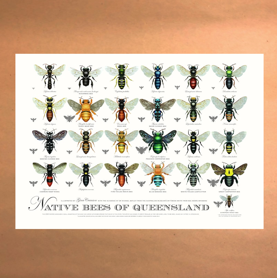 Native Bees of Queensland Poster