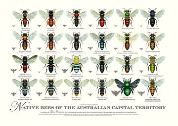 Native Bees of ACT Poster