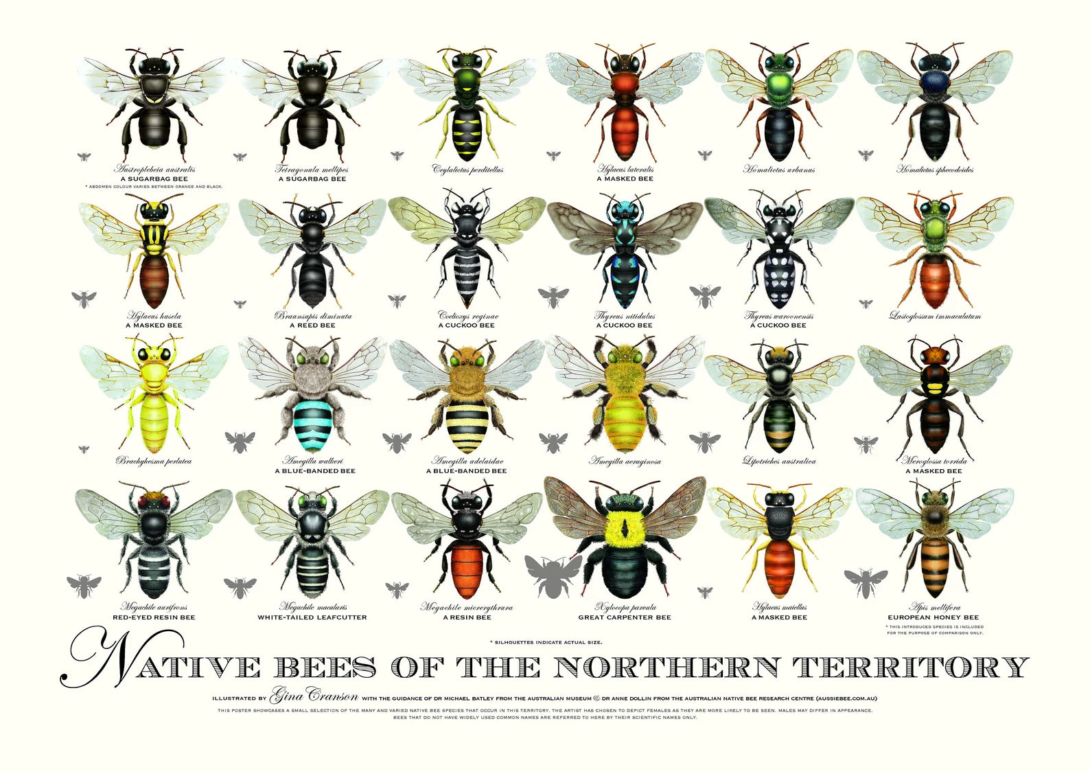 Native Bees of the Northern Territory Poster