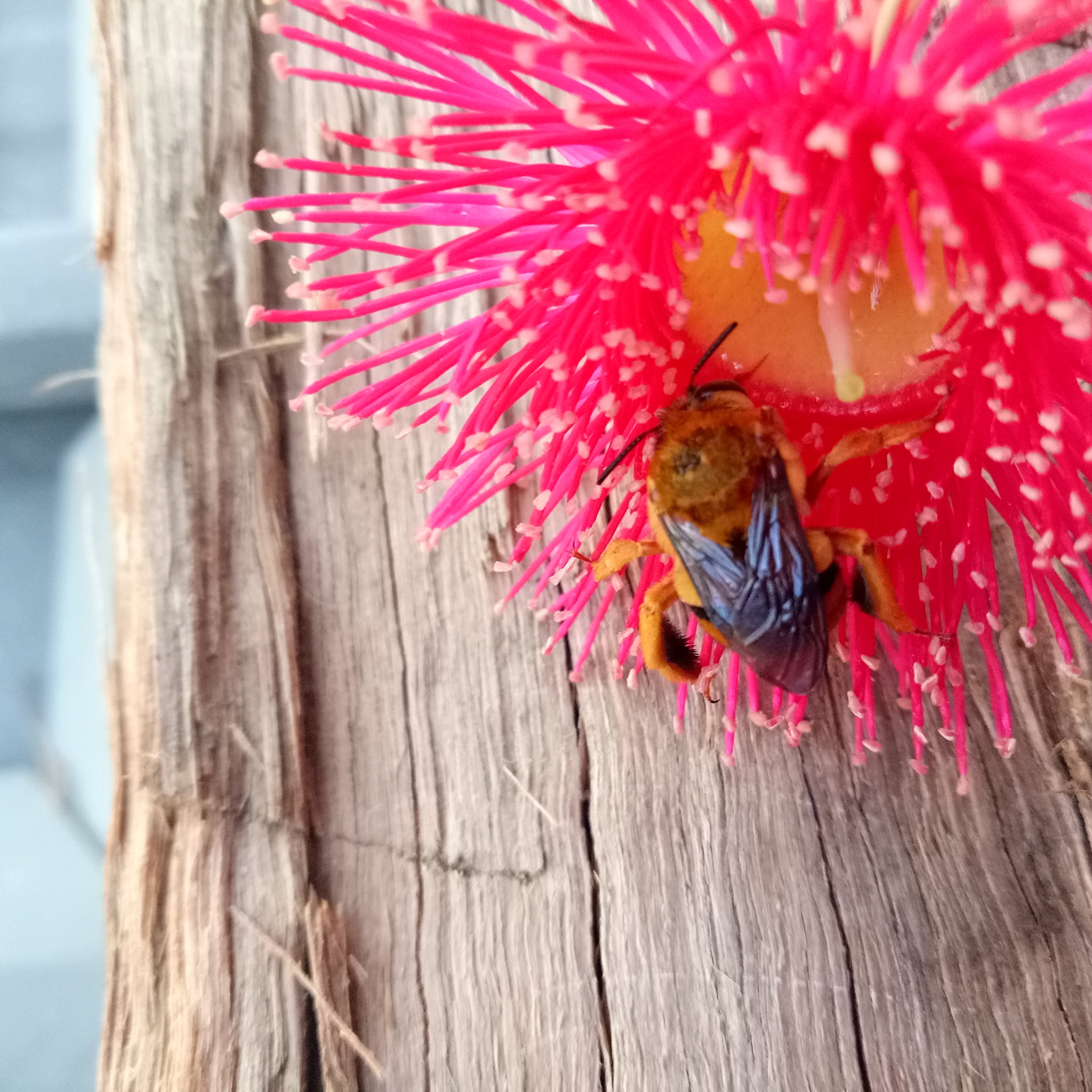 Plants that attract Australian Native Bees