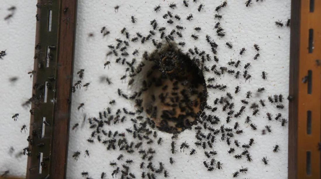 Stingless bee swarms - Why is my native beehive swarming?