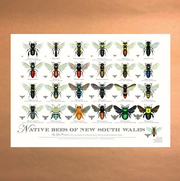Native Bees of NSW Poster