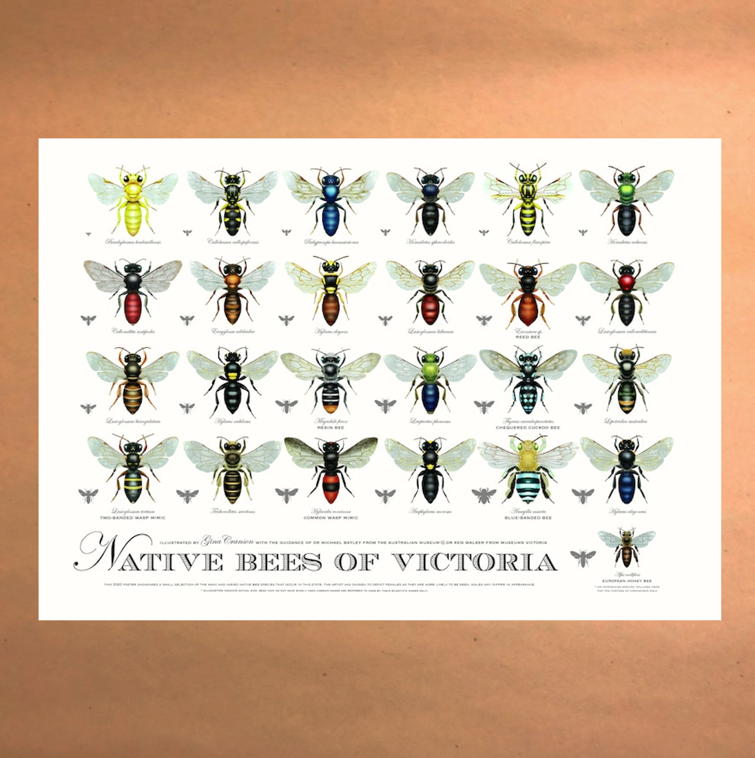 Native Bees of Victoria Poster