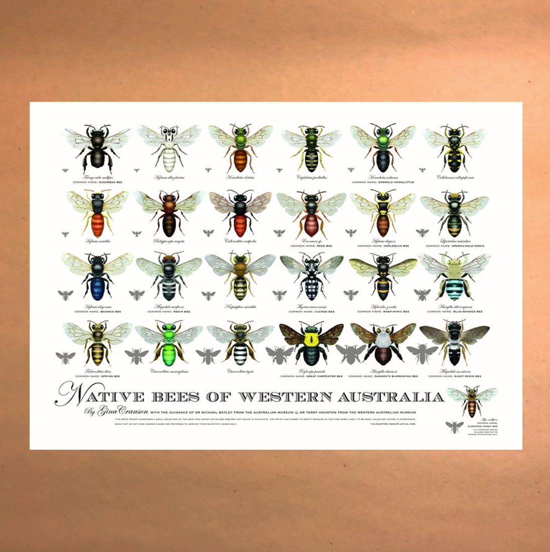 Native Bees of Western Australia Poster