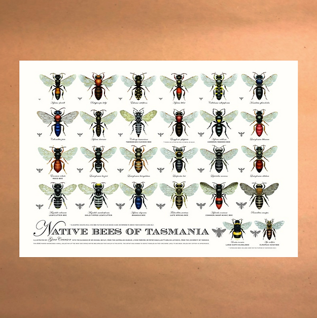 Native Bees of Tasmania Poster