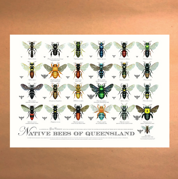 Native Bees of Queensland Poster