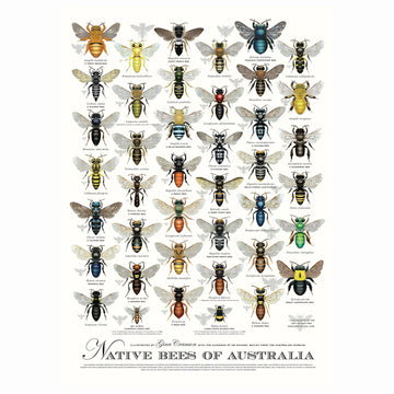 Native Bees of Australia Poster